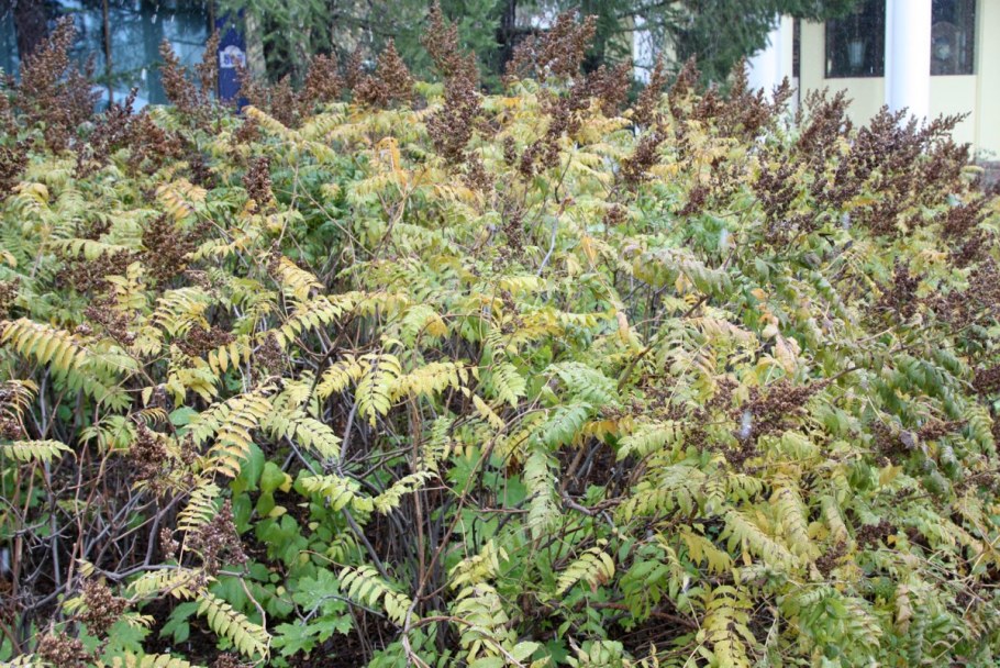Рябинник рябинолистный (Sorbaria sorbifolia `Matcha Ball`)