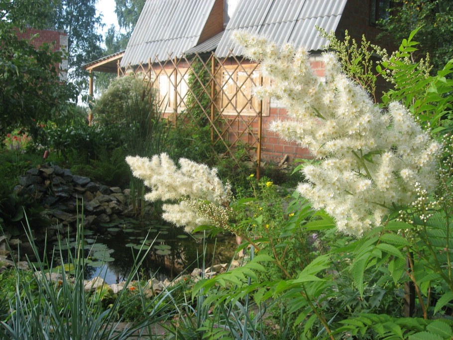 Рябинник Сэм в ландшафте