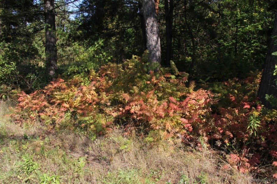 Рябинник Сэм изгородь
