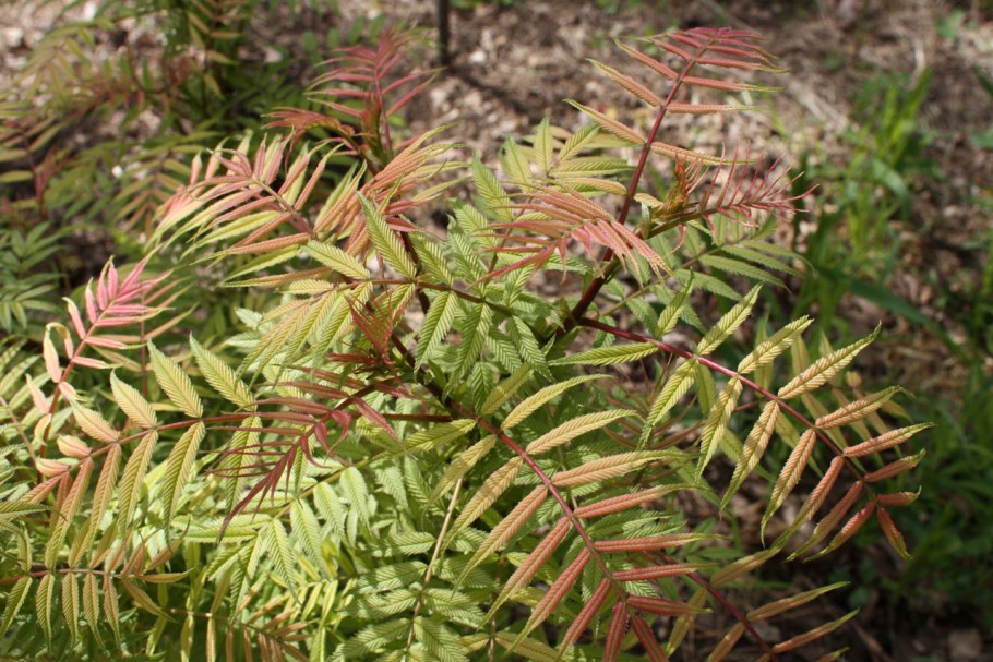 Рябинник рябинолистный sem