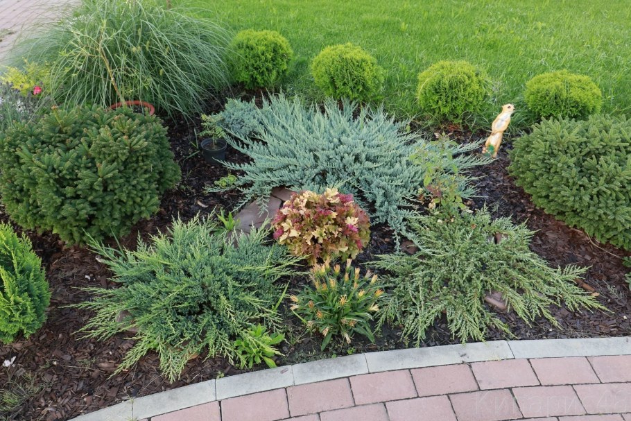 Можжевельник казацкий Эректа