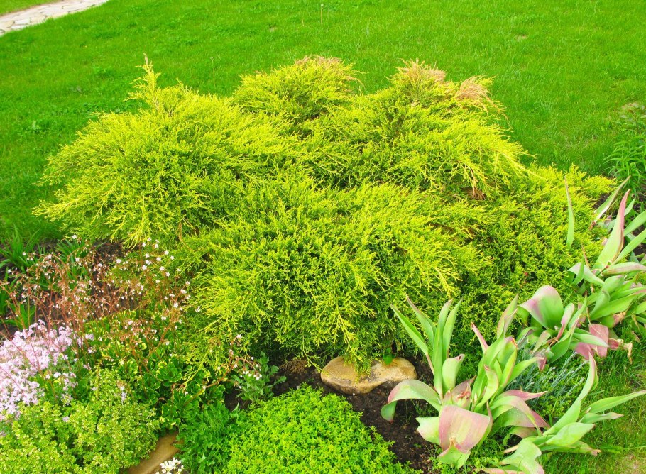 Можжевельник Пфитцериана Голд Коаст