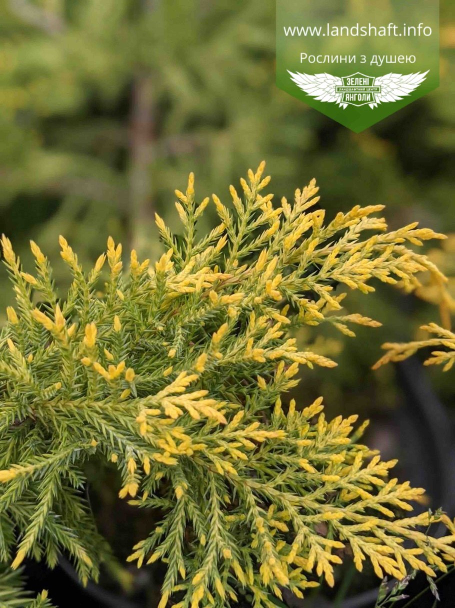 Кинг оф спринг можжевельник описание