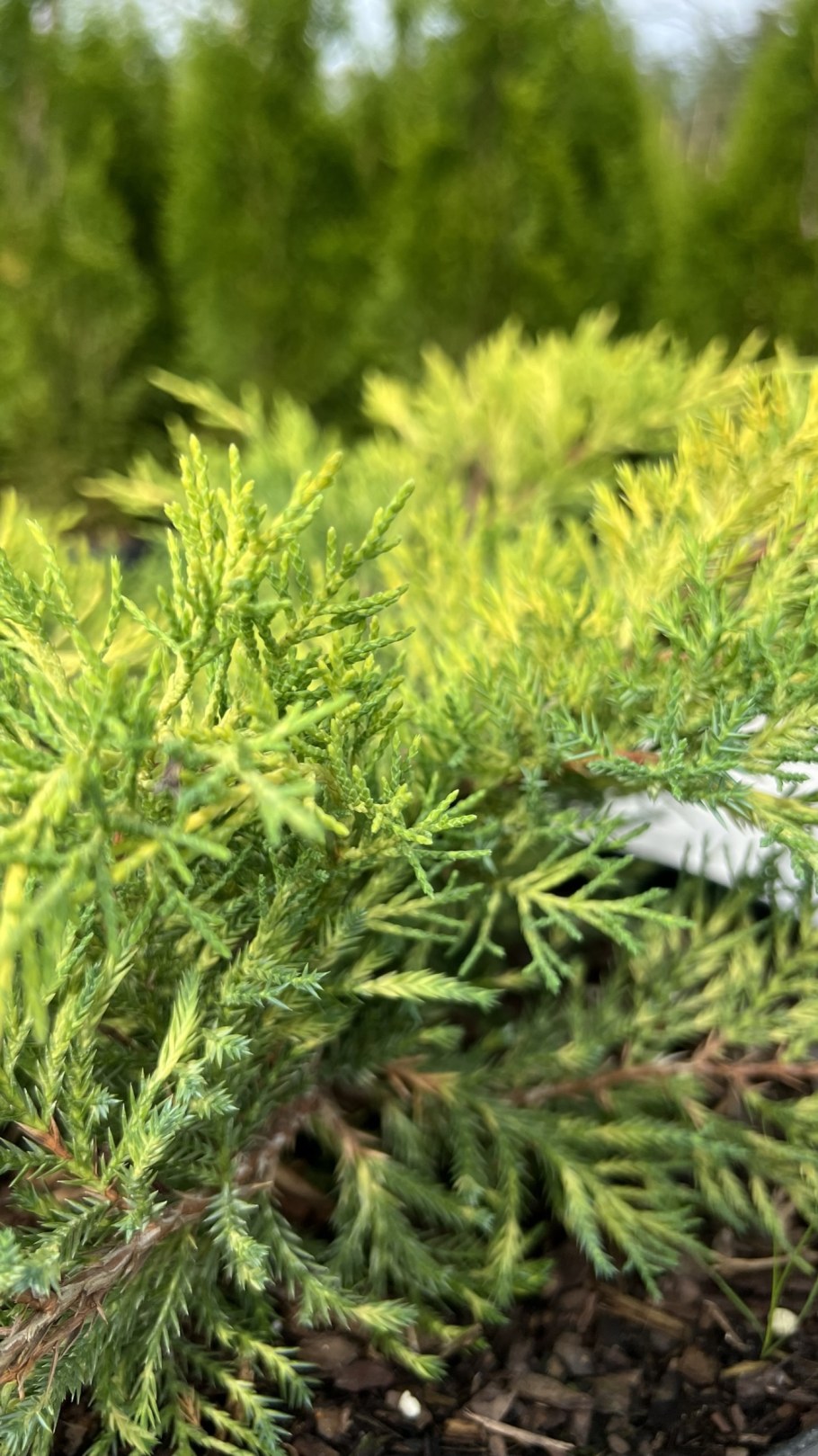 Можжевельник средний Кинг оф спринг