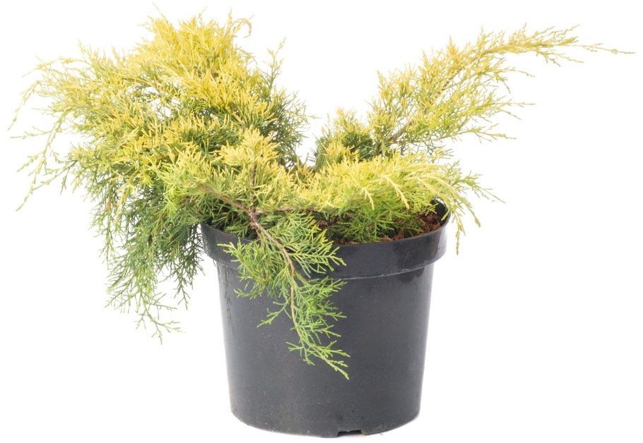 Можжевельник средний old Gold