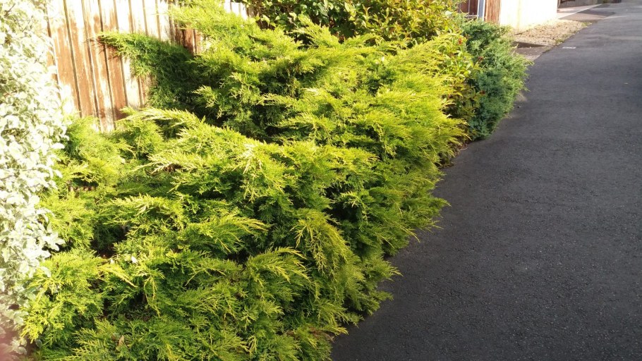 Можжевельник ср. "Пфитцериана Ауреа"