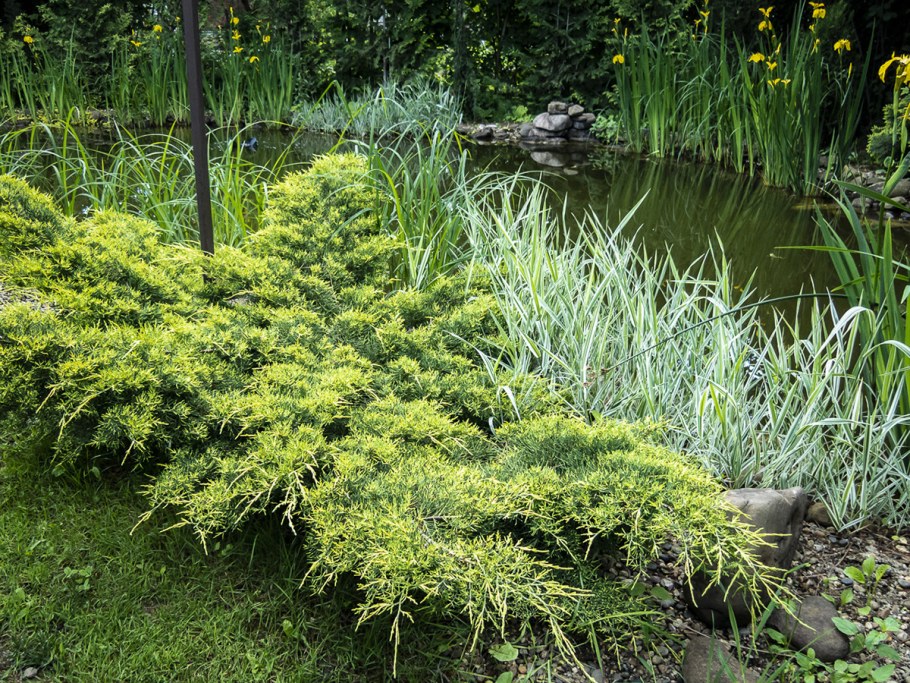 Можжевельник Кнап Хилл