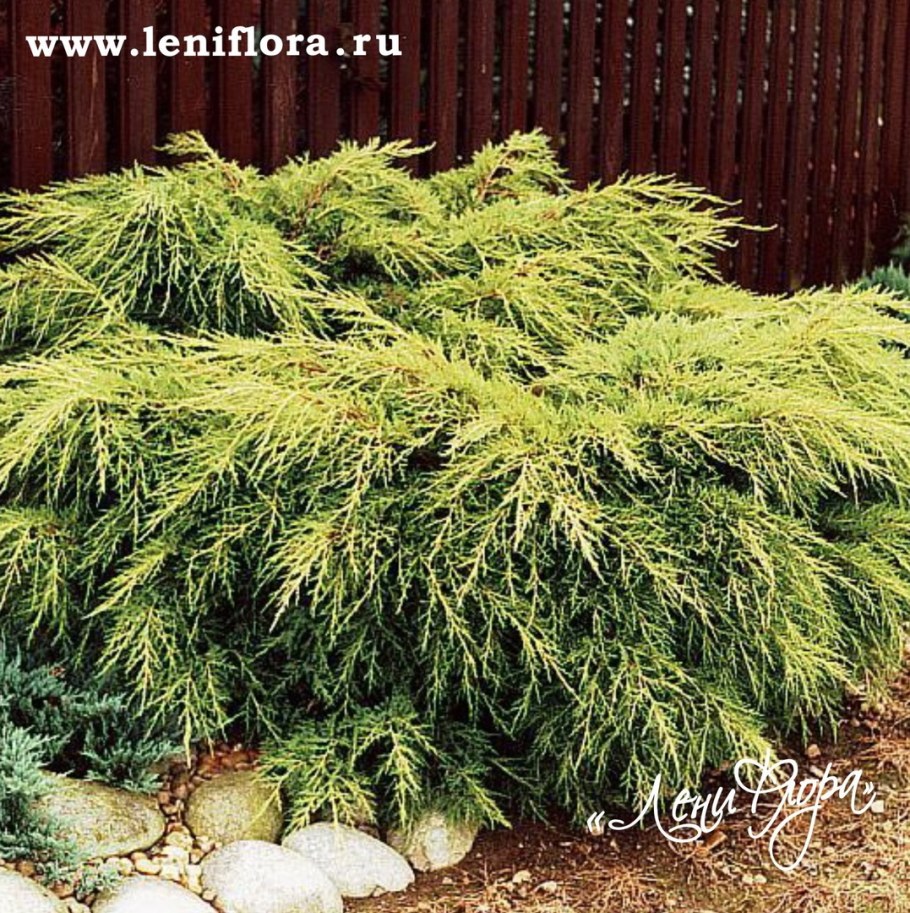 Можжевельник Пфитцериана Ауреа