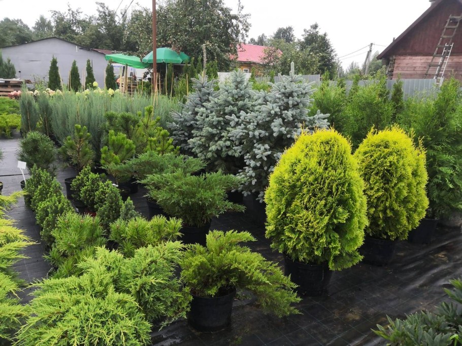 Садовый центр Сергиев Посад в Подушкино