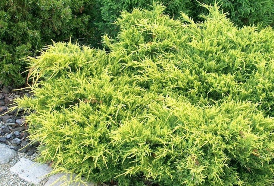 Можжевельник Голд Киссен