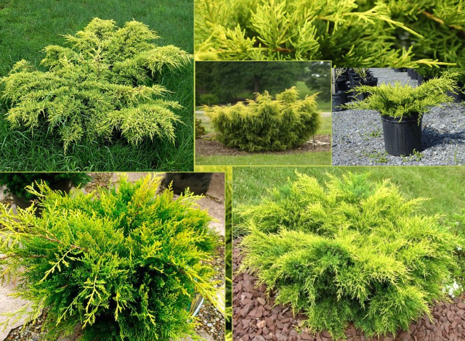 Можжевельник Пфитцериана old Gold