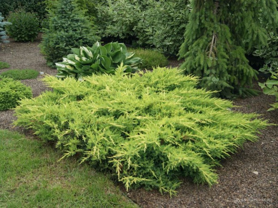 Можжевельник голдкиссен