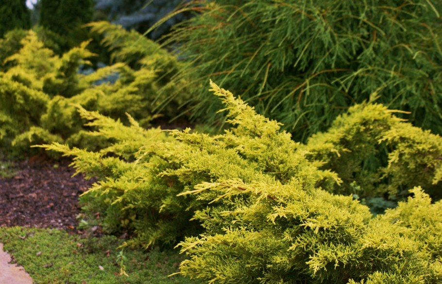 Можжевельник Пфитцериана Олд