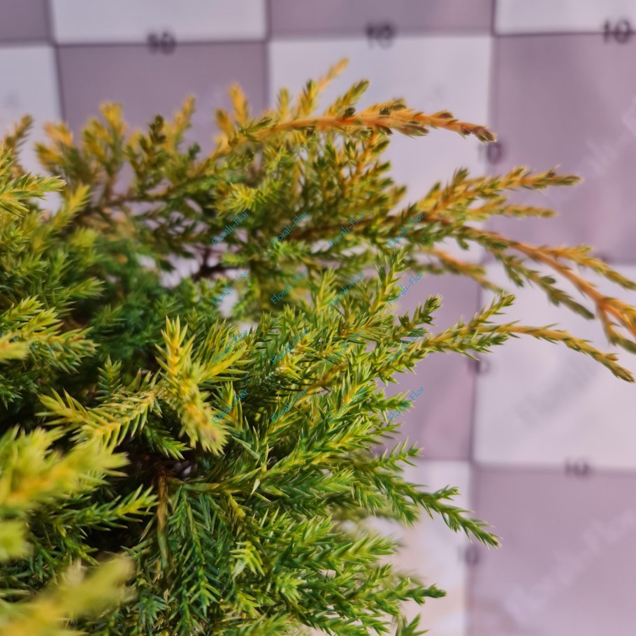 Можжевельник Пфитцериана Кинг оф спринг