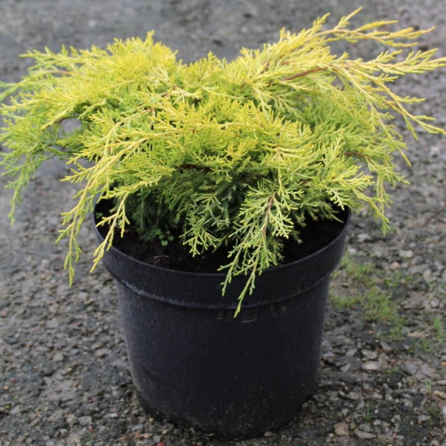 Можжевельник средний Пфитцериана Кинг оф спринг