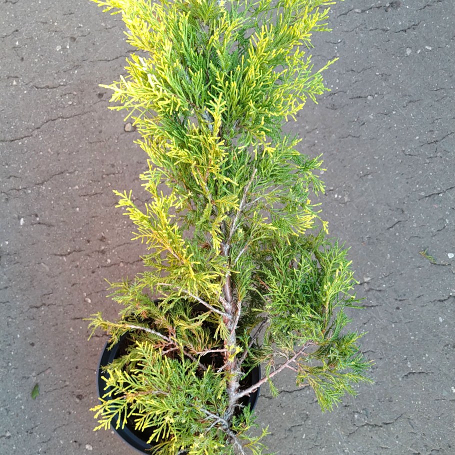 Можжевельник Кинг оф спринг