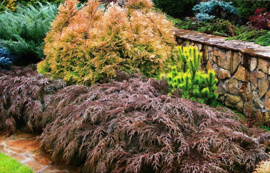 Микробиота можжевельник