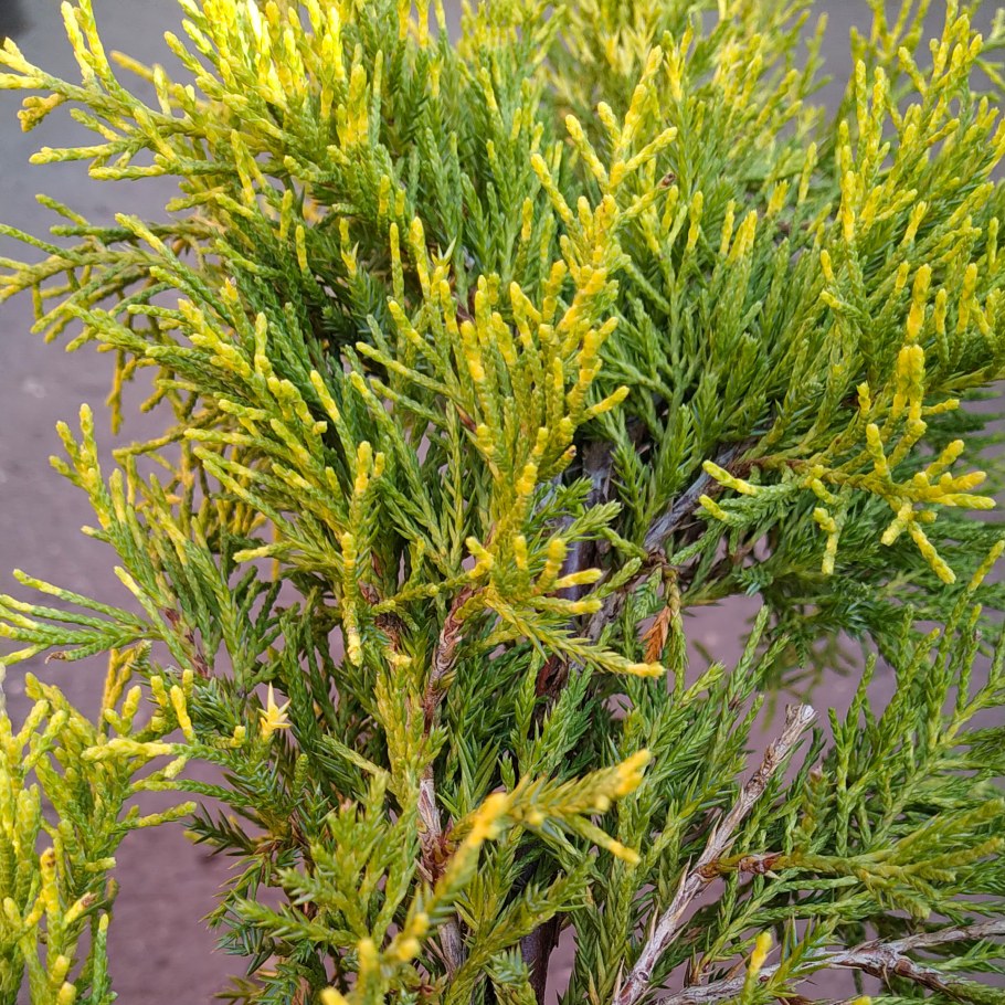 Можжевельник Голден спринг
