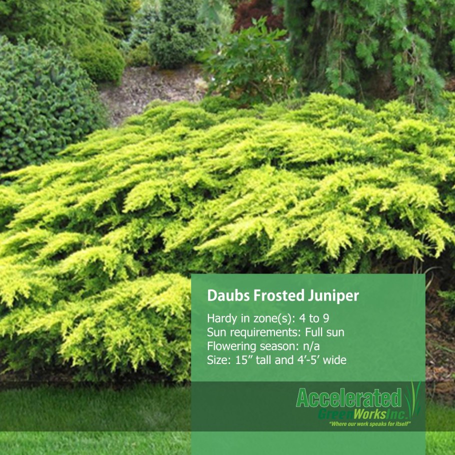 Можжевельник Пфитцериана 'Дабс Фростед'
