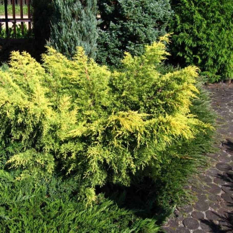 Можжевельник Куривао Голд