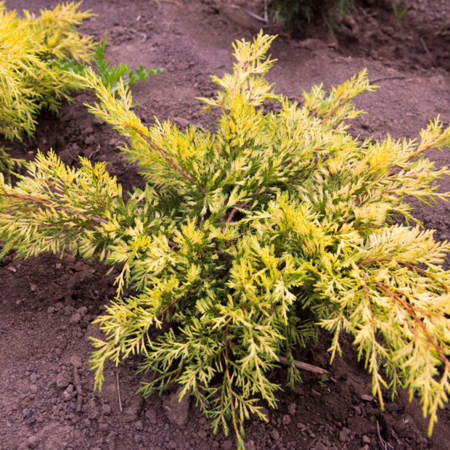 Можжевельник Кинг спринг