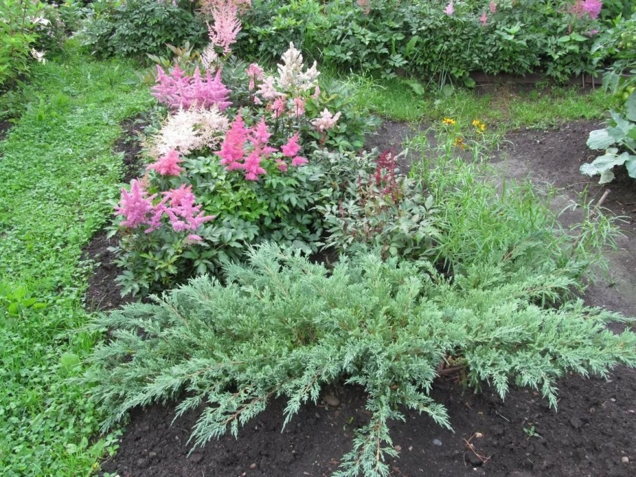 Можжевельник Хоста астильба