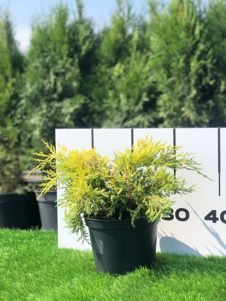 Можжевельник Кинг оф спринг