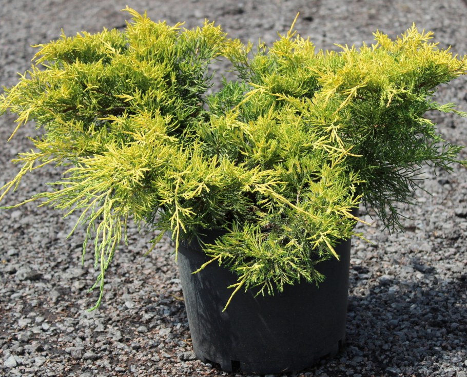 Можжевельник средний Кинг оф спринг