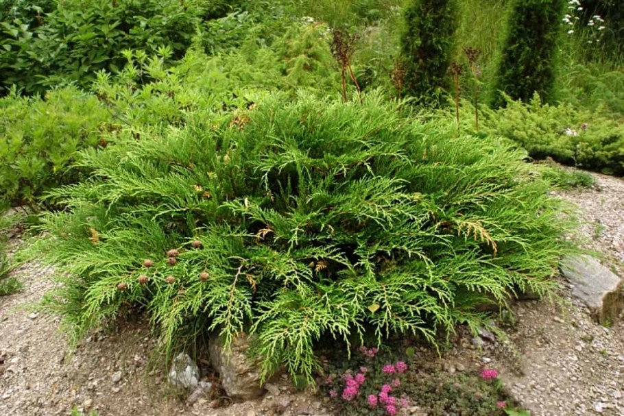 Микробиота перекрестнопарная Джакобсен