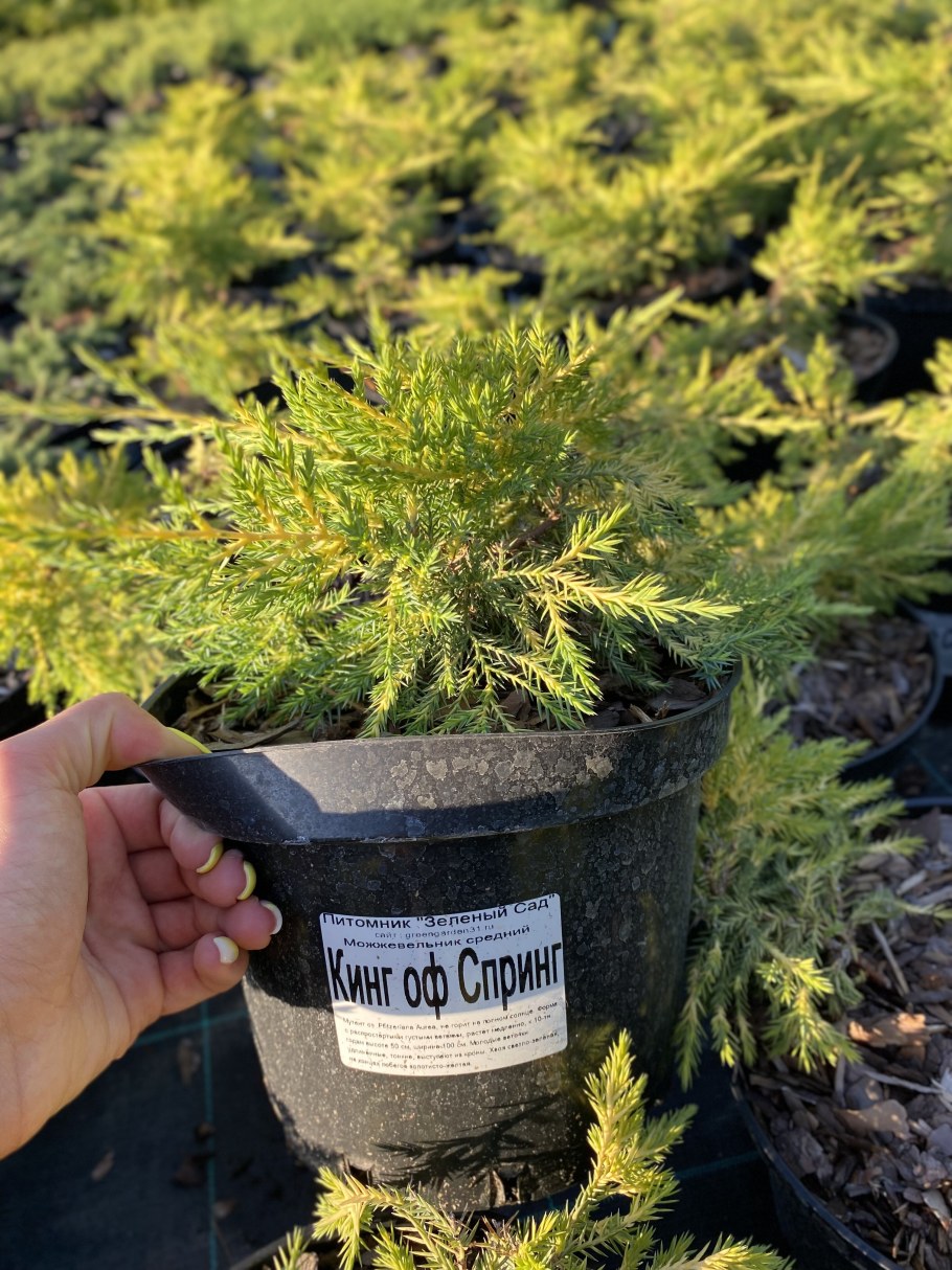 Можжевельник средний Кинг оф спринг