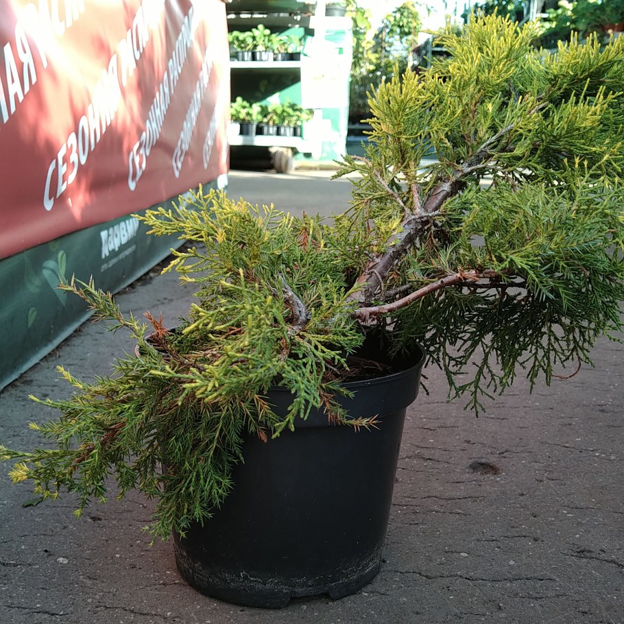 Можжевельник средний Кинг оф спринг