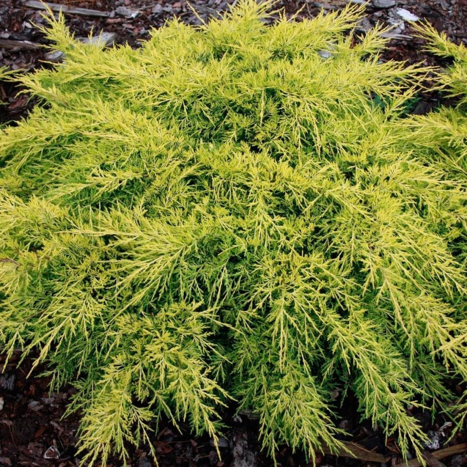 Можжевельник средний Пфитцериана