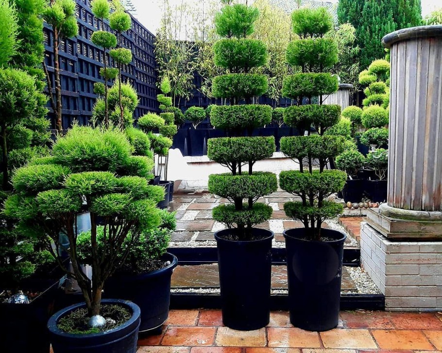 Самшит ниваки