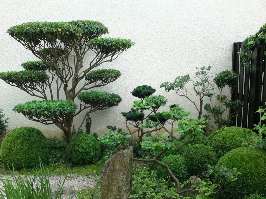 Туя Смарагд ниваки