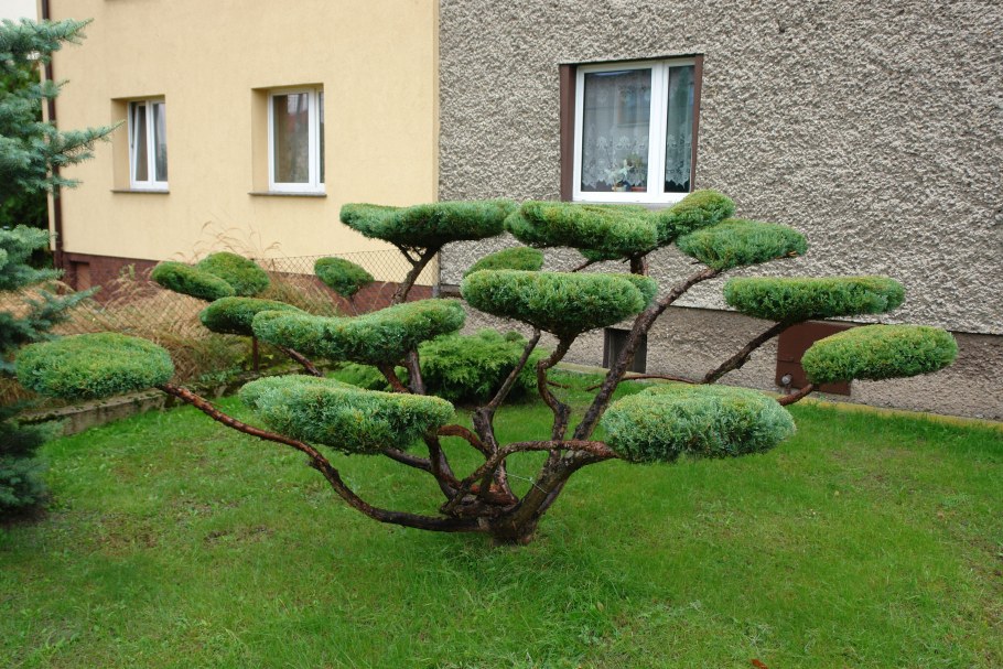 Можжевельник Пфитцериана ниваки