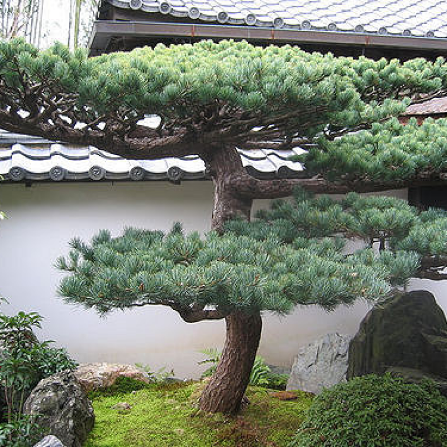 Румелийская сосна ниваки