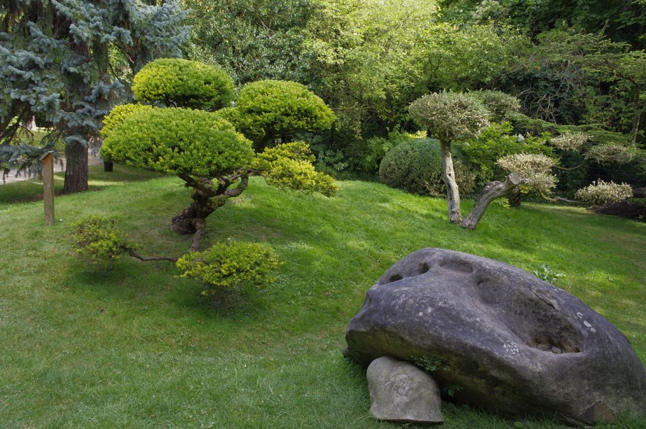 Бирючина ниваки