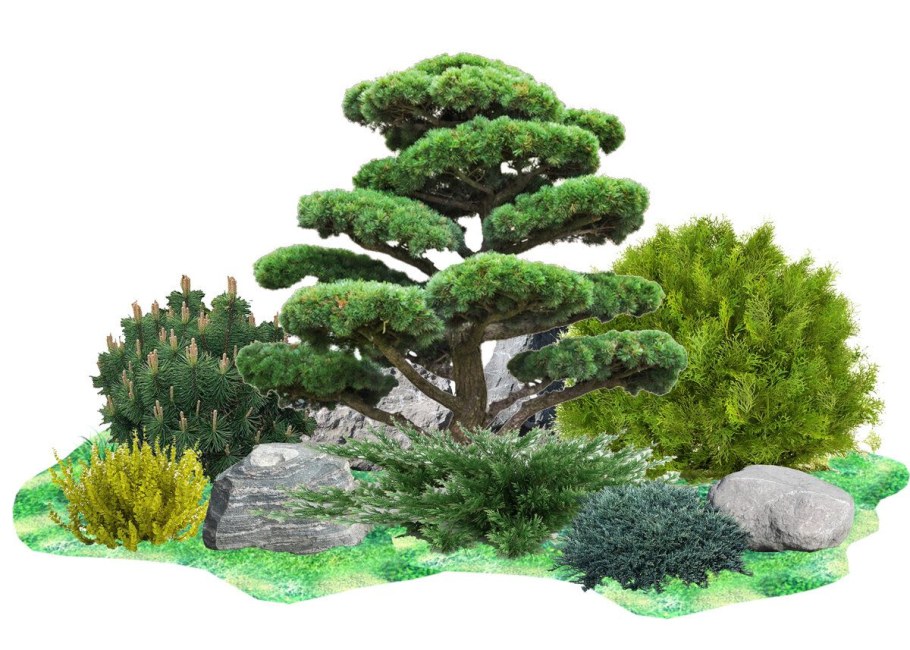 Сосна "Watereri" ниваки