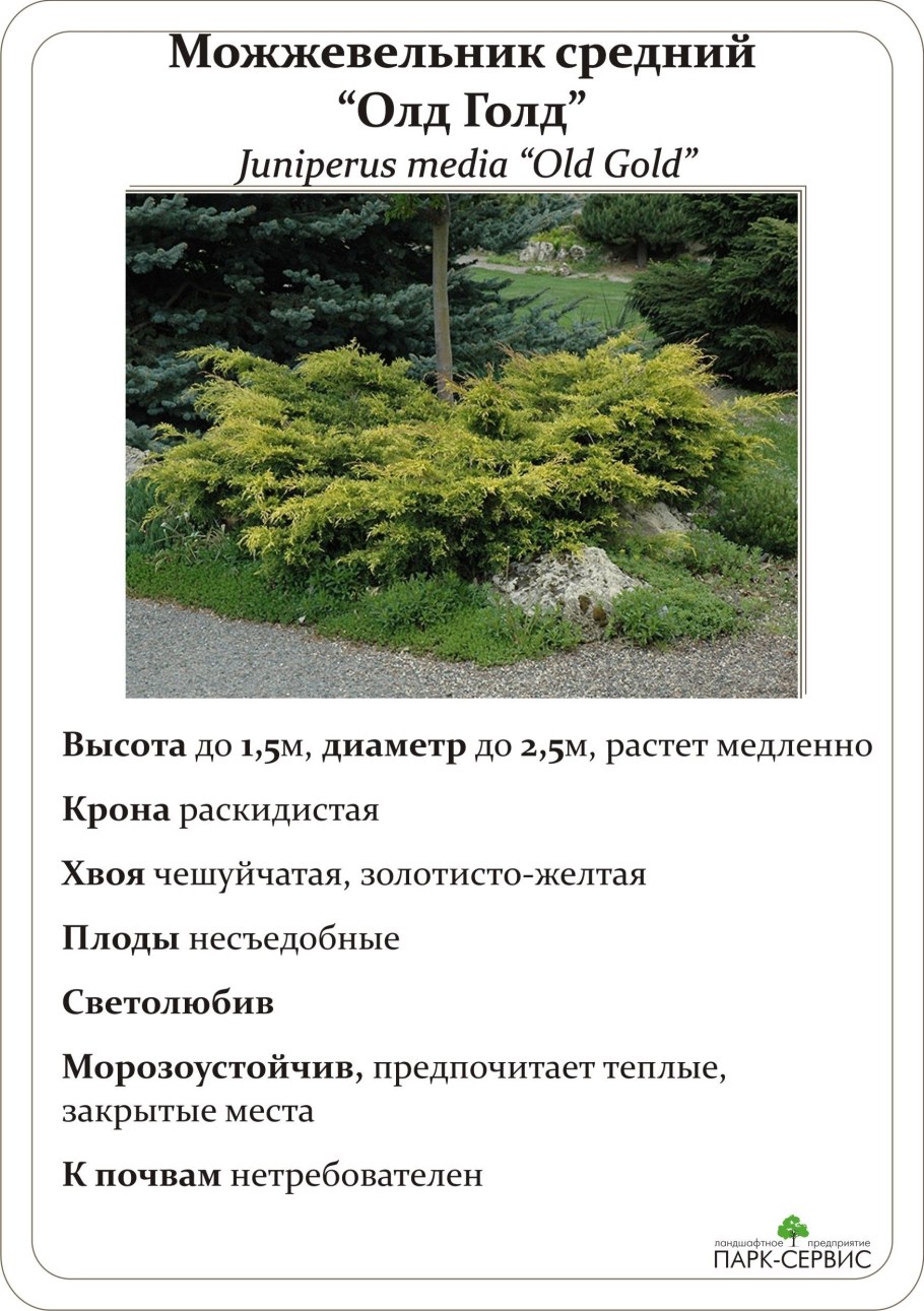 Джуниперус можжевельник Олд Голд