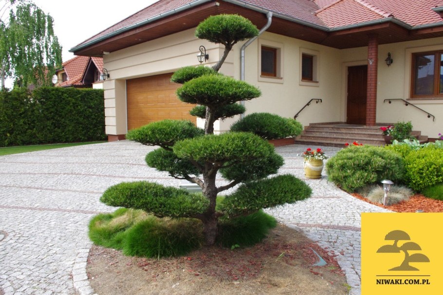 Сосна Горная Гном ниваки