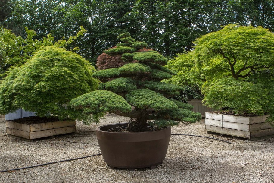 Бонсай ниваки