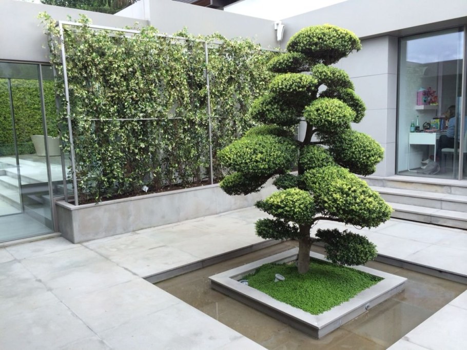 Бирючина бонсай