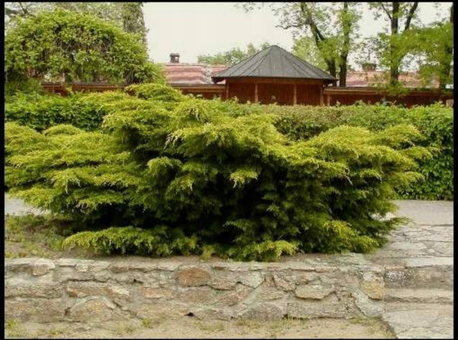 Можжевельник средний Пфитцериана Ауреа