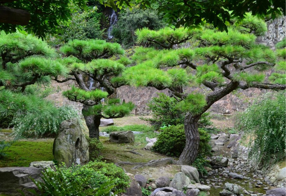 Сосна Горная бонсай ниваки