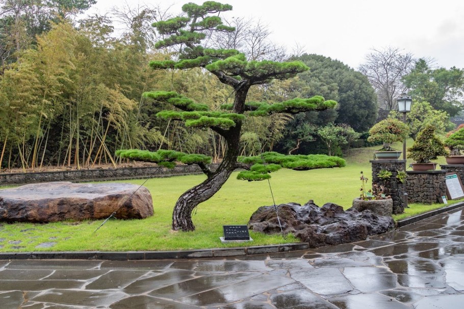 Рокарий сад бонсай Южная Корея