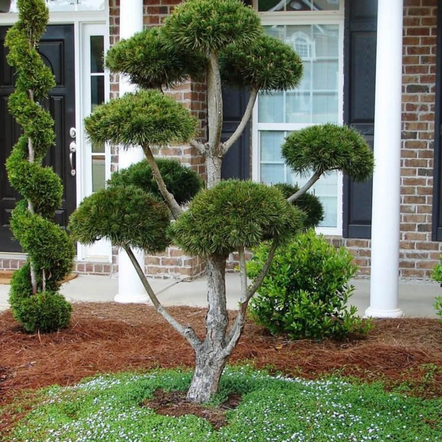 Туя Брабант ниваки