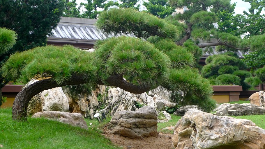 Кэнгай ниваки