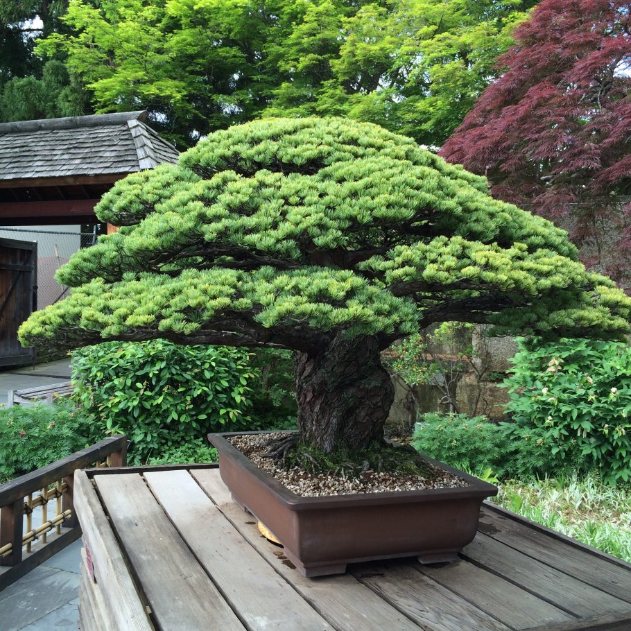 Сосна Бунге бонсай