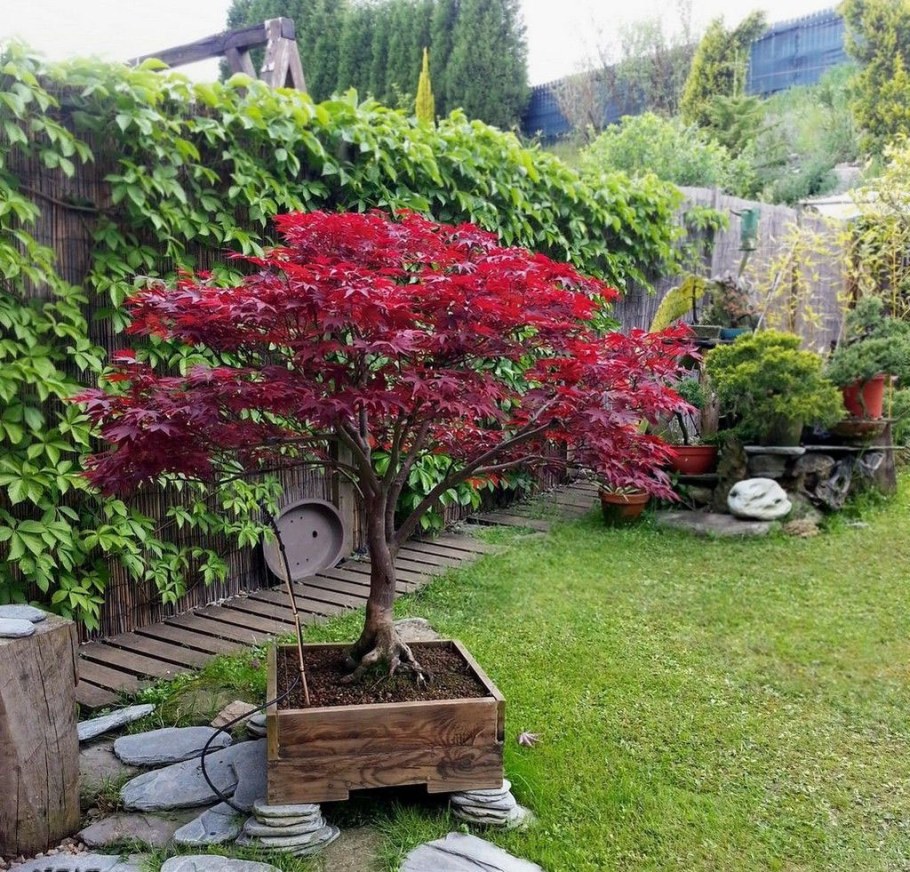 Барбарис ниваки