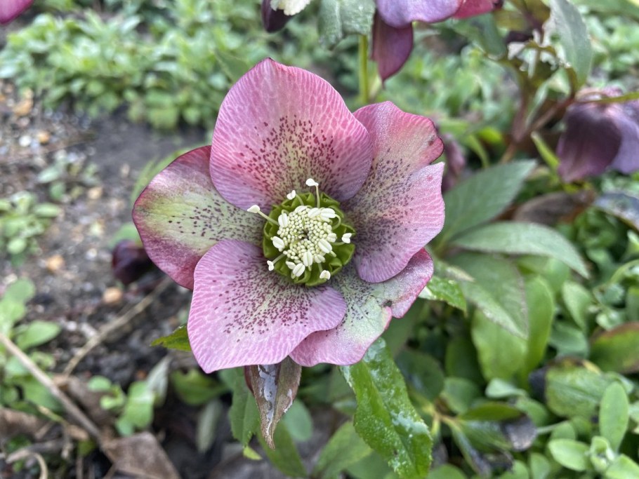 Морозник Блэк леди